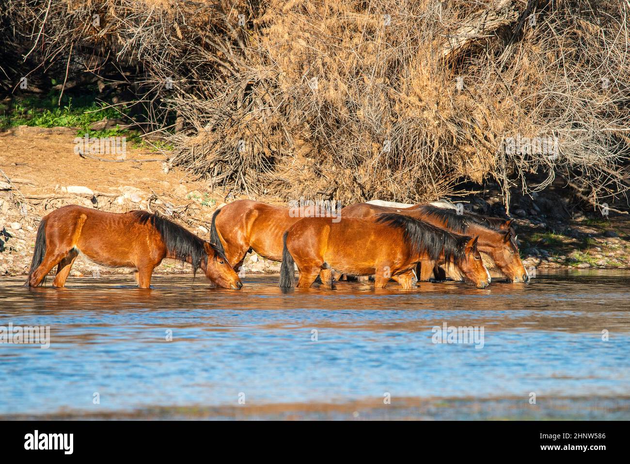 Salt River Wild Horses, Arizona, Stati Uniti Foto Stock