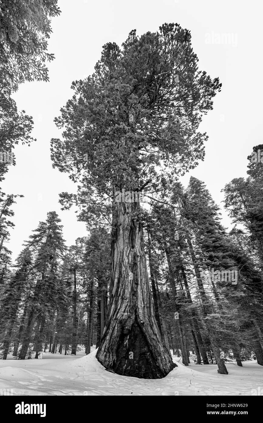 vecchi e grandi sequoie panoramiche in inverno nella neve Foto Stock