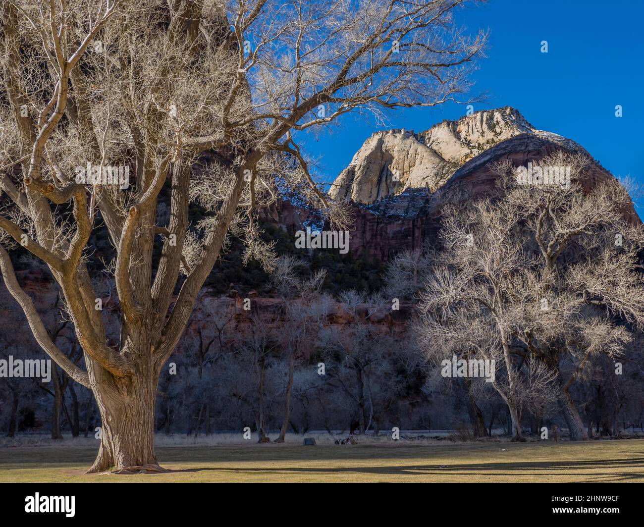 Grande albero di cottonwood nel prato di fronte a Zion Park Lodge, Zion National Park, Utah. Foto Stock