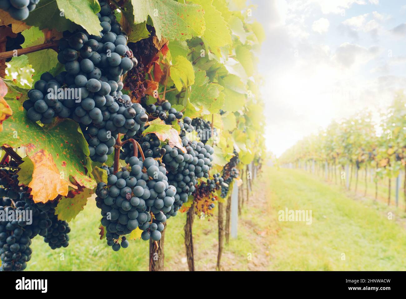 Uva in vigna durante freddo, umido e nebbia autunno tempo. Degustazione di vini biologici freschi e naturali in una regione vinicola. Foto Stock