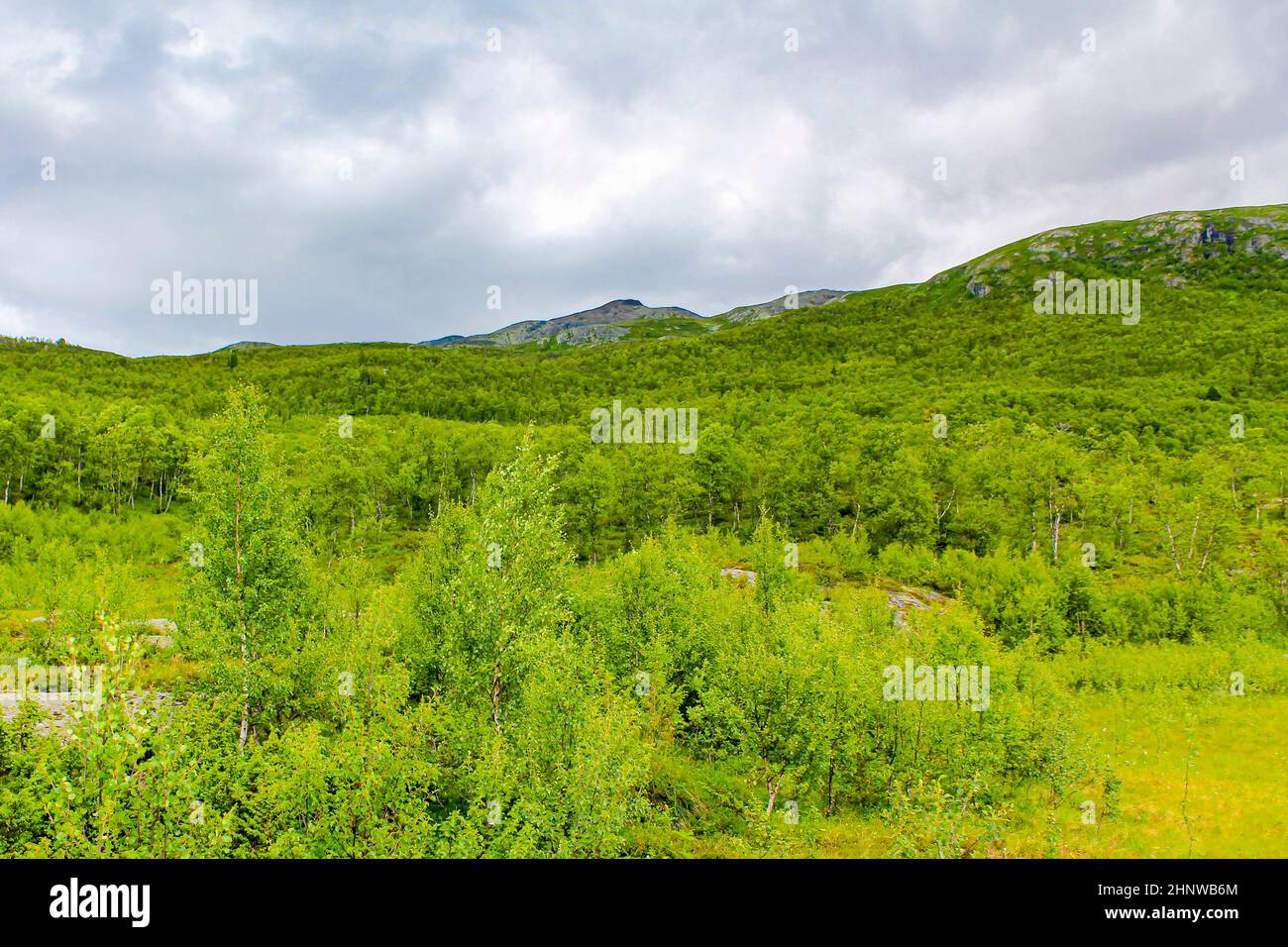 Bellissimo paesaggio norvegese con alberi di abeti montagne e rocce. Norvegia natura. Foto Stock