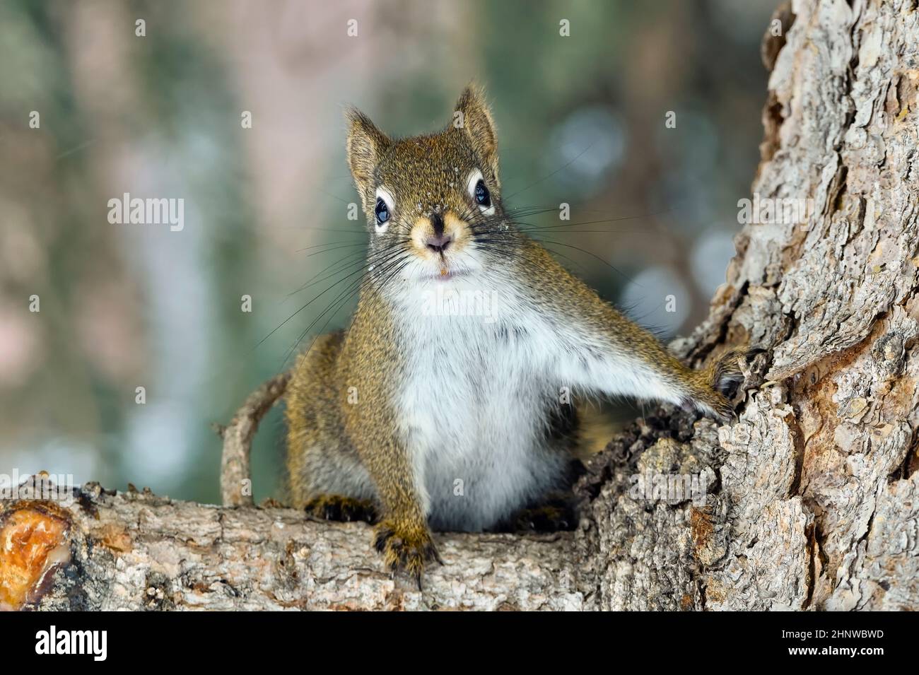 Una vista frontale di uno scoiattolo rosso 'Tamiasciurus hudsonicus', su un ramo di abete rosso che guarda curiosamente al fotografo nella campagna Alberta Canada Foto Stock