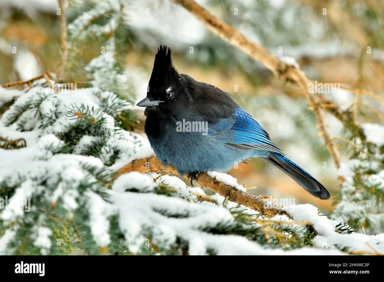 A Steller's Jay (Cyanocitta stelleri), uccello, arroccato in un albero di abete rosso con rami innevati nel suo habitat rurale Alberta Foto Stock