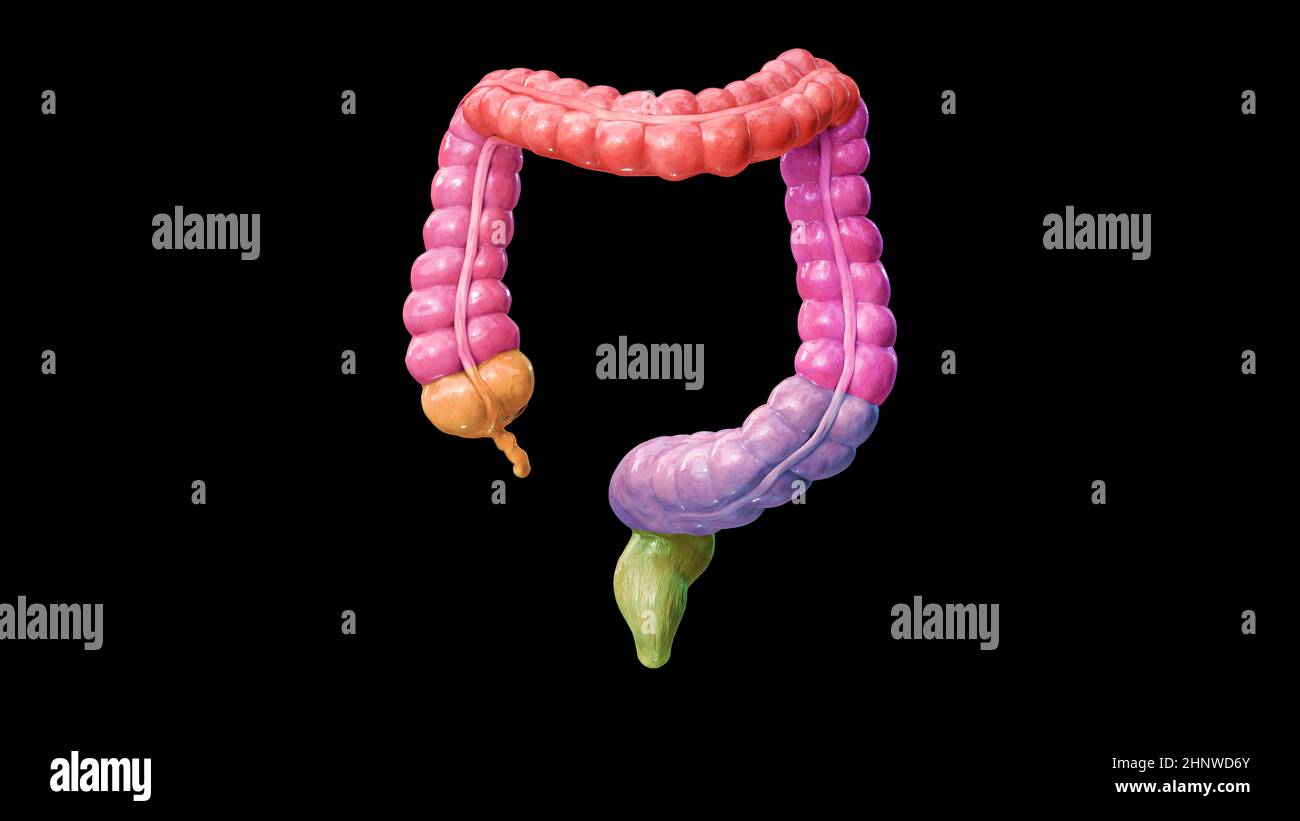 Anatomia del colon su sfondo nero, intestino crasso, parti del colon, parti del colore, resa 3D, corpo umano, 2D, illustrazione Foto Stock