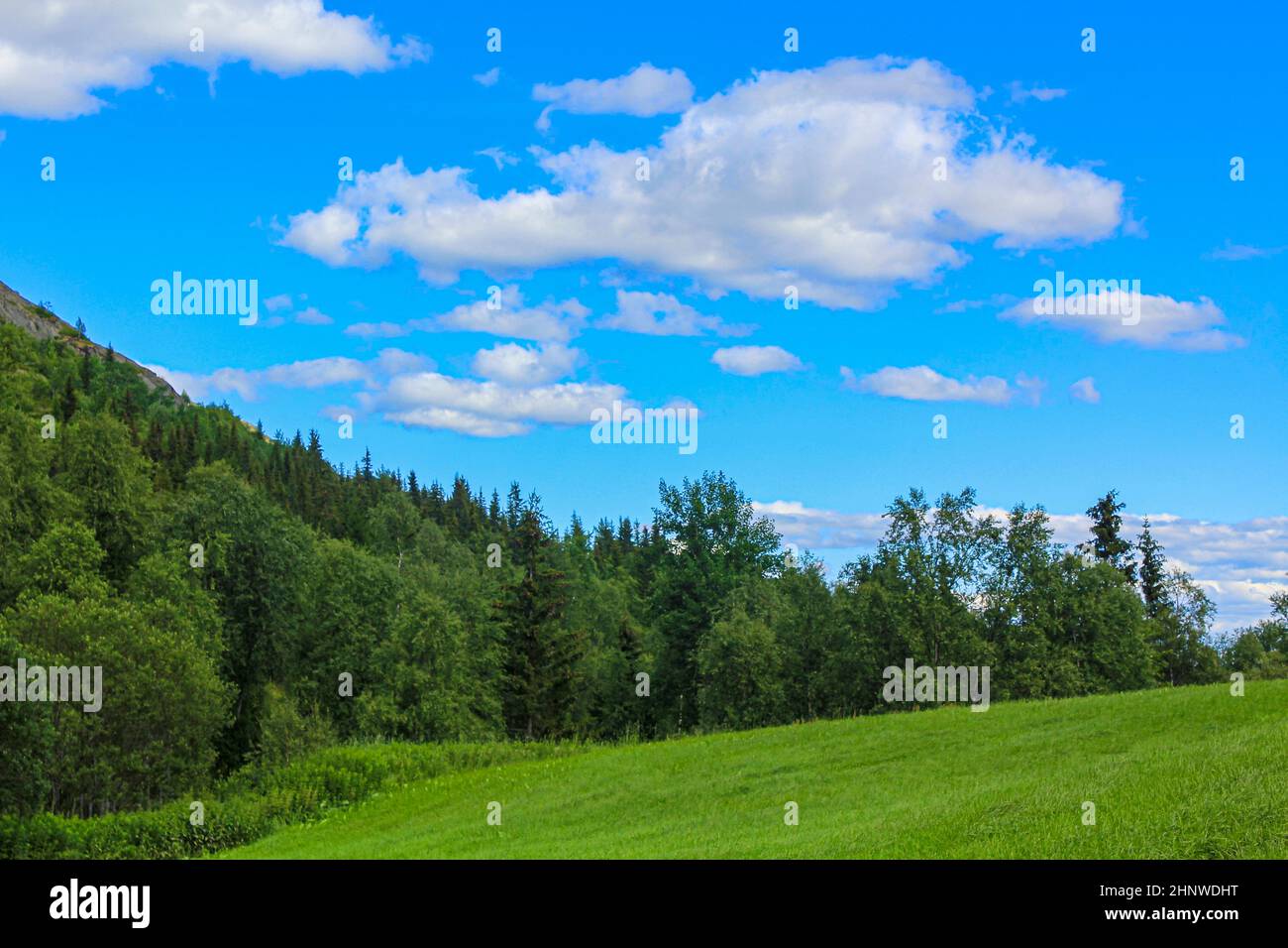 Bellissimo paesaggio norvegese con alberi di abeti montagne e rocce. Norvegia natura. Foto Stock