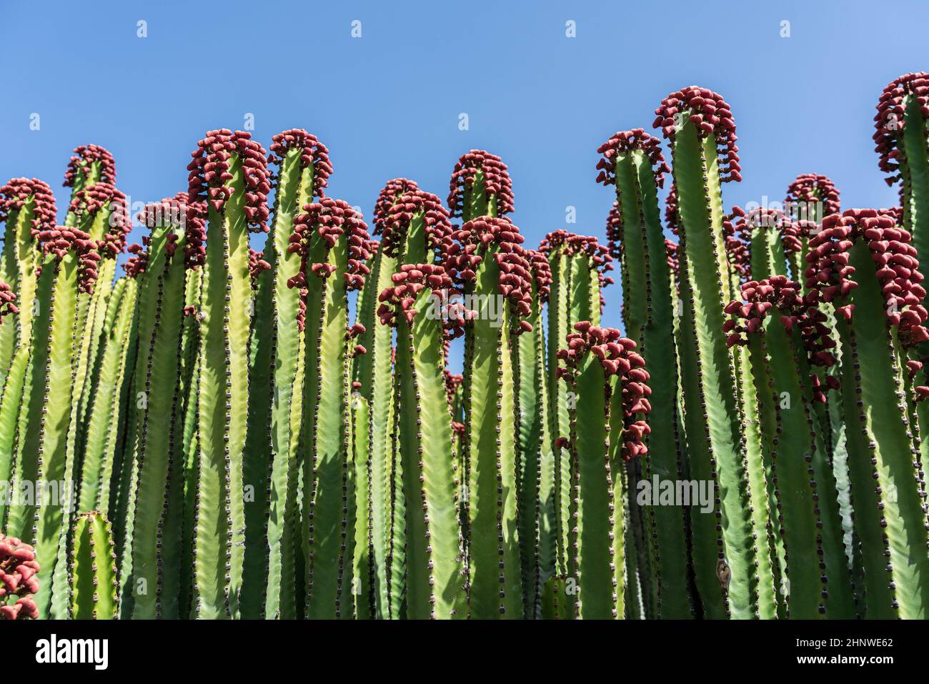 Il frutto di endemica alle Isole Canarie - Euphorbia canariensis. Primo piano. Foto Stock