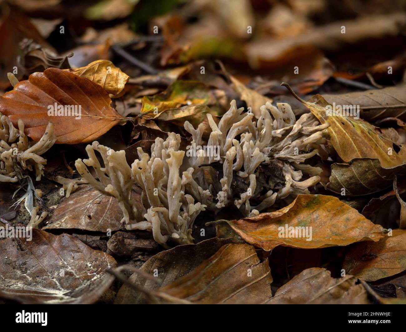 Fungo di Corallo grigio in bosco inglese Foto Stock