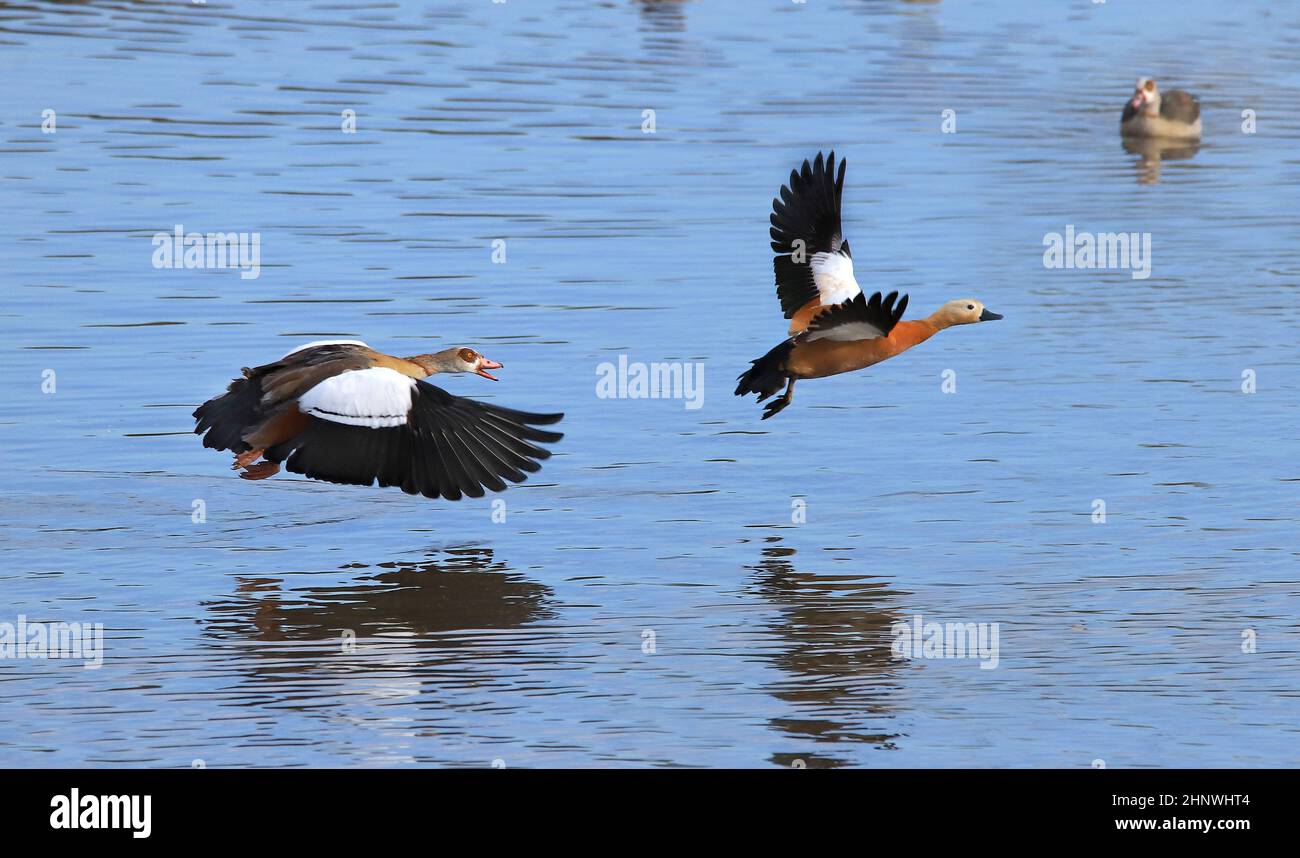 Streitende Gänse auf einem Teich in den Ahsewiesen, in der Soester Börde. Eine aggressive Nilgans verfolgt eine Rostgans. Im Hintergrund schaut eine N Foto Stock