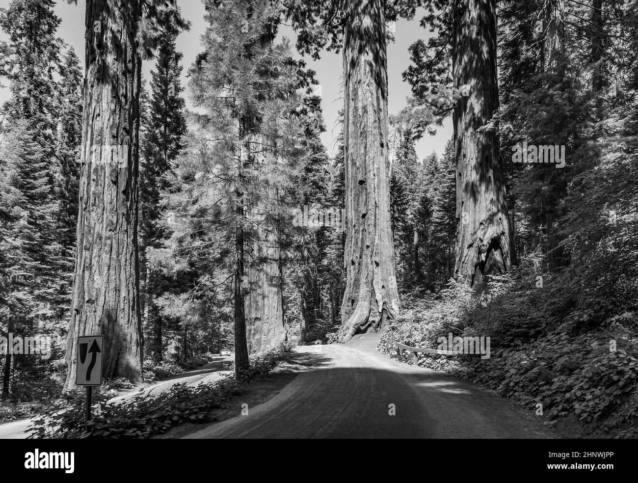 I famosi grandi alberi di sequoia si trovano nel Parco Nazionale di Sequoia, nell'area del villaggio gigante, nei grandi e famosi alberi di sequoia, negli alberi di mammmmut Foto Stock
