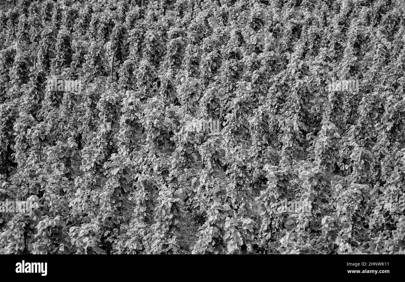 Vigneti sulle colline del fiume Mosella bordo in estate con uve fresche Foto Stock