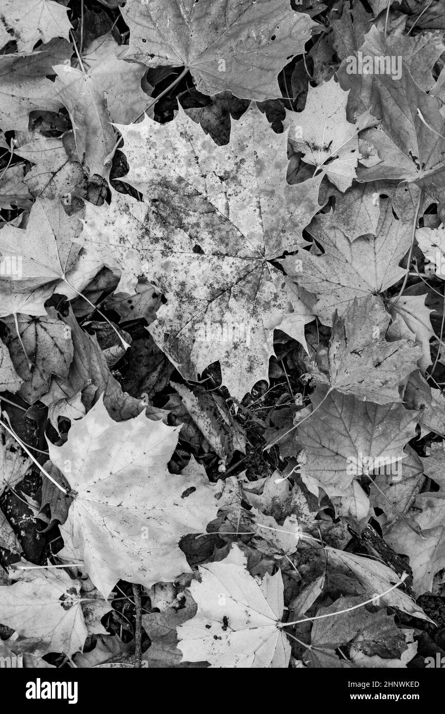 Gruppo di sfondo autunno foglie d'arancio. Per esterno Foto Stock