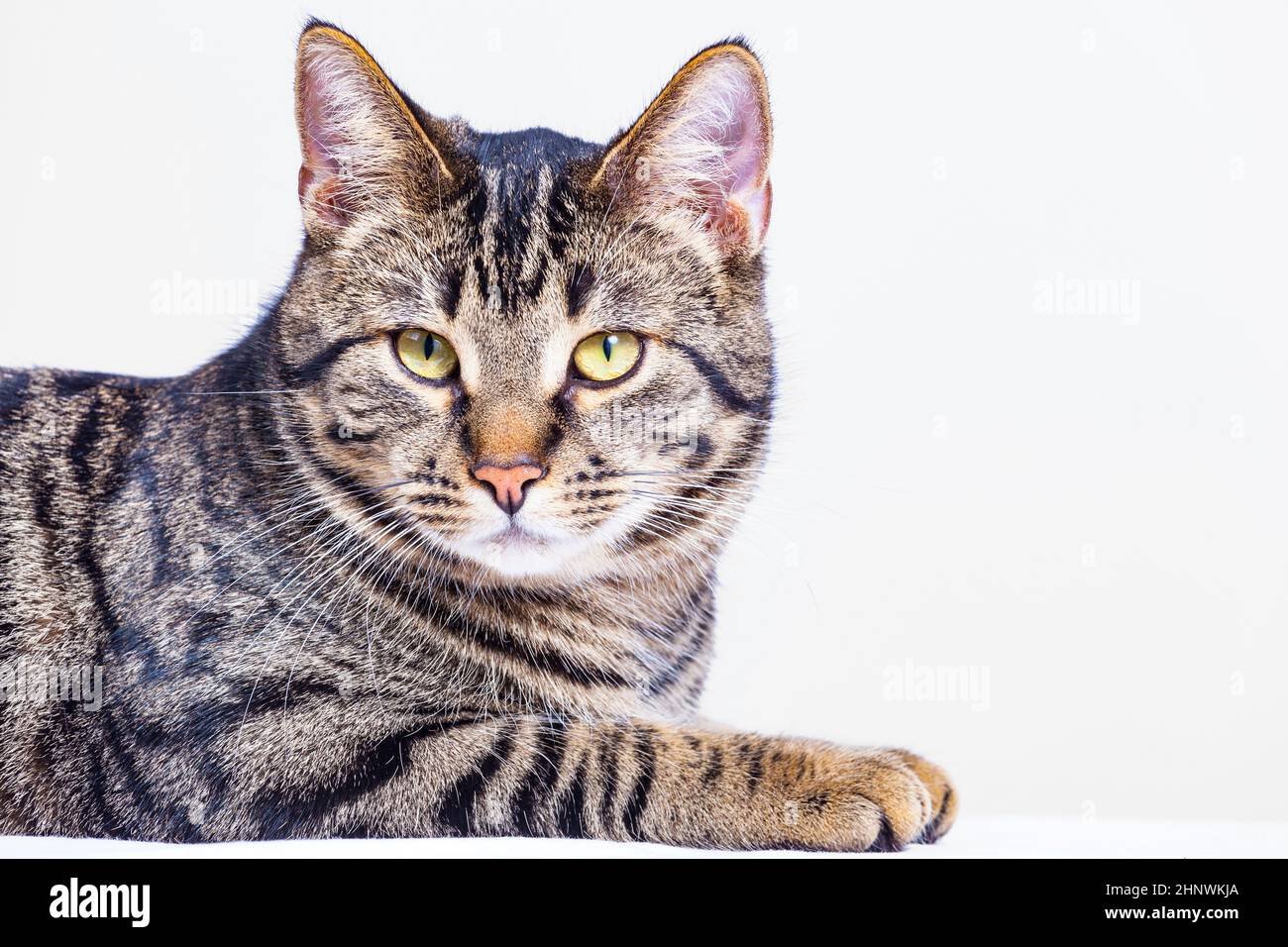 carino tigre gatto isolato su bianco Foto Stock