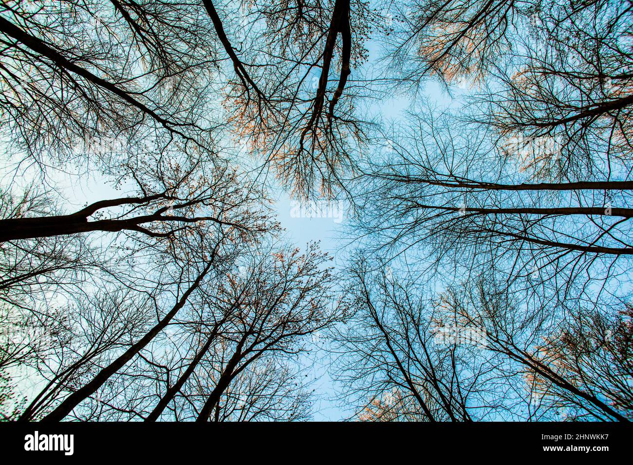 corona di alberi con cielo blu come sfondo naturale Foto Stock