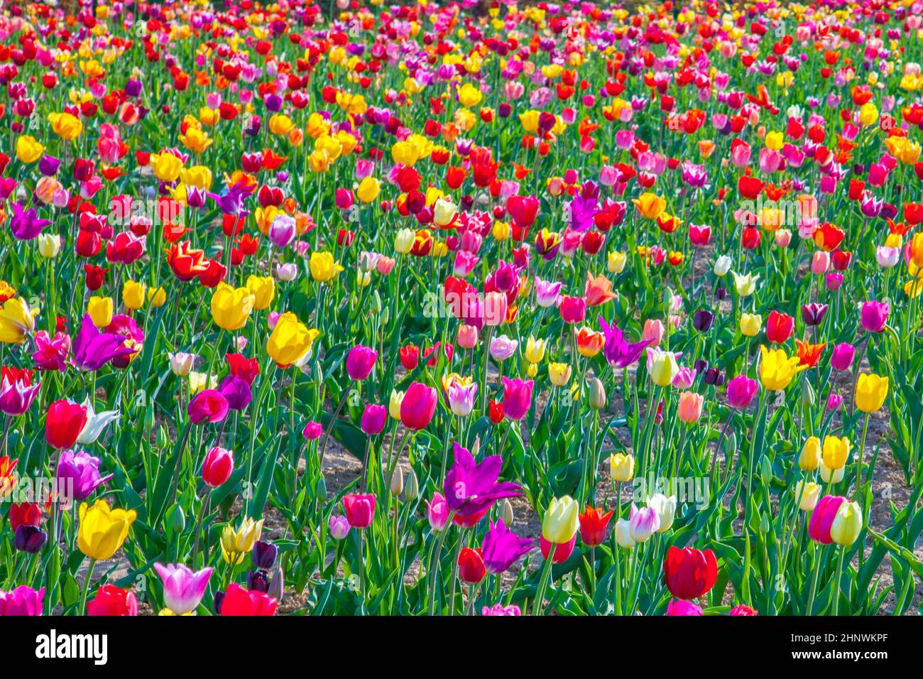 Campo di primavera con la fioritura di tulipani colorati Foto Stock