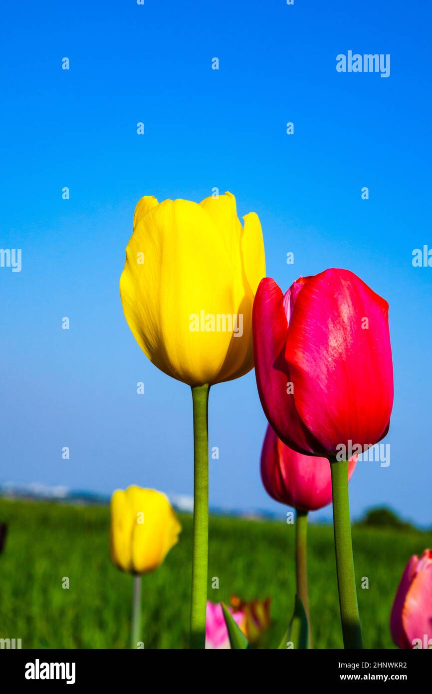 Campo di primavera con la fioritura di tulipani colorati Foto Stock