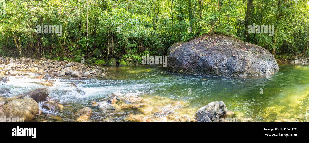 Alberi e torrente nella giungla selvaggia di Dominica, una riserva naturale Foto Stock