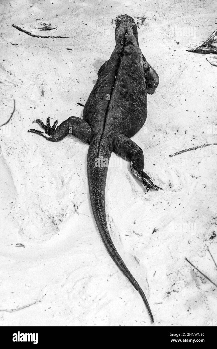 Iguane marine sull isola di Santiago in Galapagos National Park, Ecuador. Iguana marina si trova solo sulle isole Galapagos Foto Stock