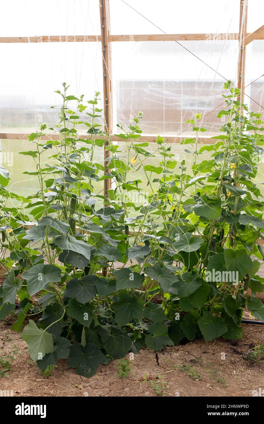 Cetriolo verde su ramoscello in serra fattoria, fuoco selettivo. Raccolto organico crescente Foto Stock