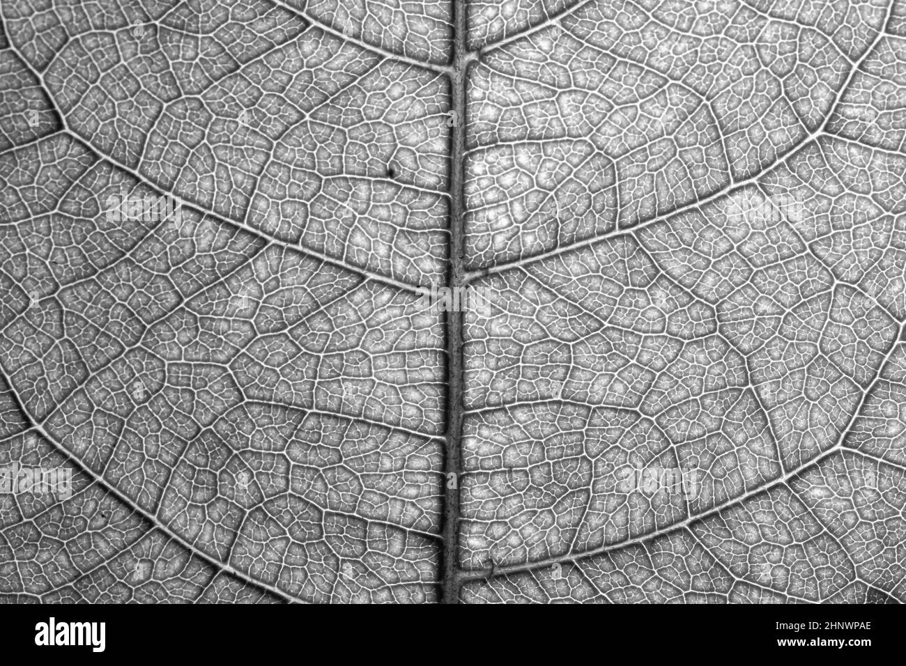 Venature delle foglie in bianco e nero per sfondi e carta da parati. Sfondo texture. Sfondo astratto. Fotografia macro. Primo piano Foto Stock