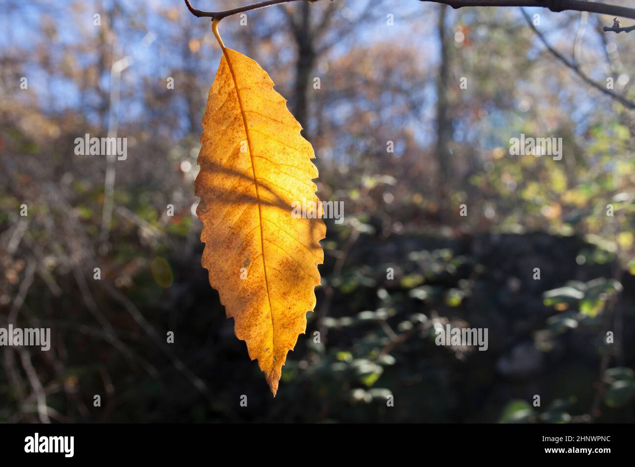 Foglia di castagno gialla. Autunno magico nella Valle di Ambroz, Estremadura, Spagna Foto Stock