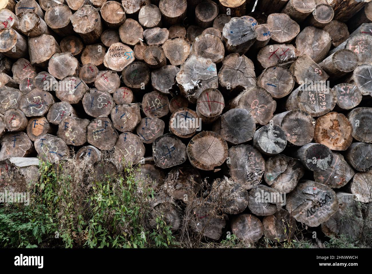 Holzlager eines Sägewerks Foto Stock