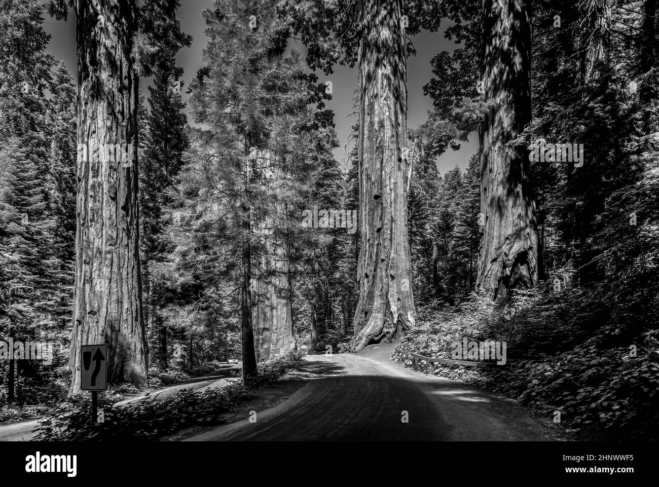 I famosi grandi alberi di sequoia si trovano nel Parco Nazionale di Sequoia Foto Stock