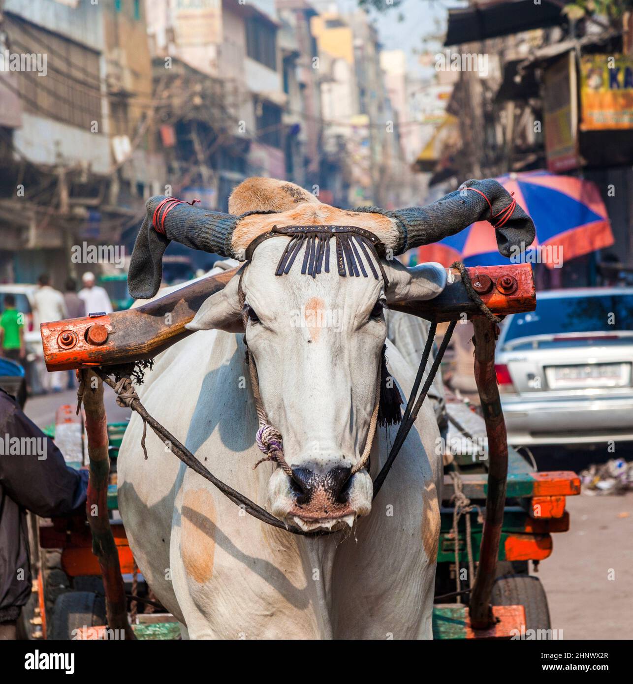 Trasporto con cart bue la mattina presto a Delhi, India. La carta dei buoi è un trasporto comune del carico nelle strade strette della vecchia Delhi. Foto Stock