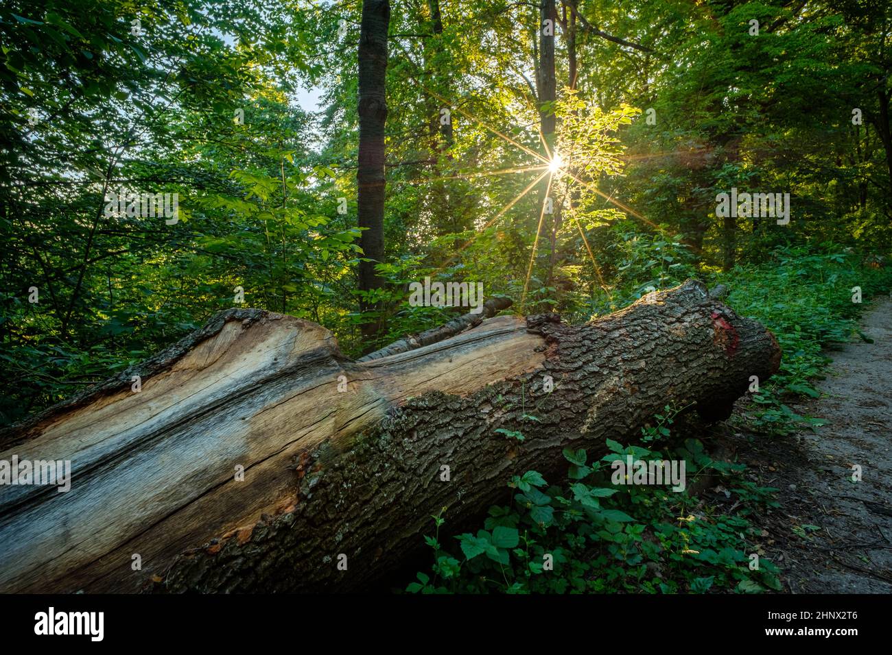 Sunstar in foresta con vecchio tronco con corteccia sul terreno Foto Stock