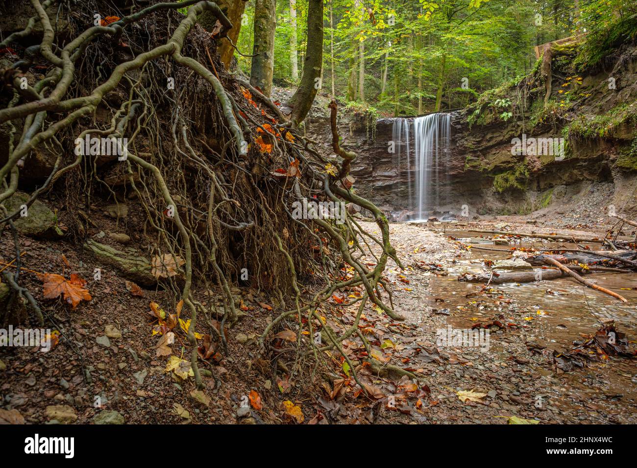 Radici di fronte a una cascata nella foresta tedesca Foto Stock