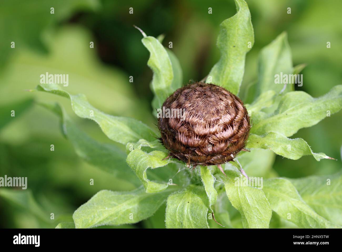 Scaglie di germogli marroni di alghe giganti, Centaurea macrocephala, in primo piano con uno sfondo sfocato di foglie. Foto Stock