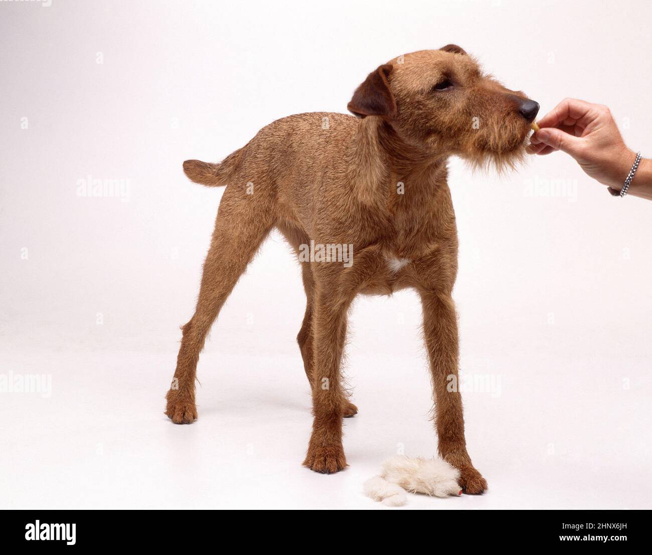 IMMAGINE DI STUDIO DI UN TERRIER IRLANDESE CHE VIENE RICOMPENSATO CON UN TRATTAMENTO DOPO L'ADDESTRAMENTO DI OBEDIENZA DEL CANE. Foto Stock