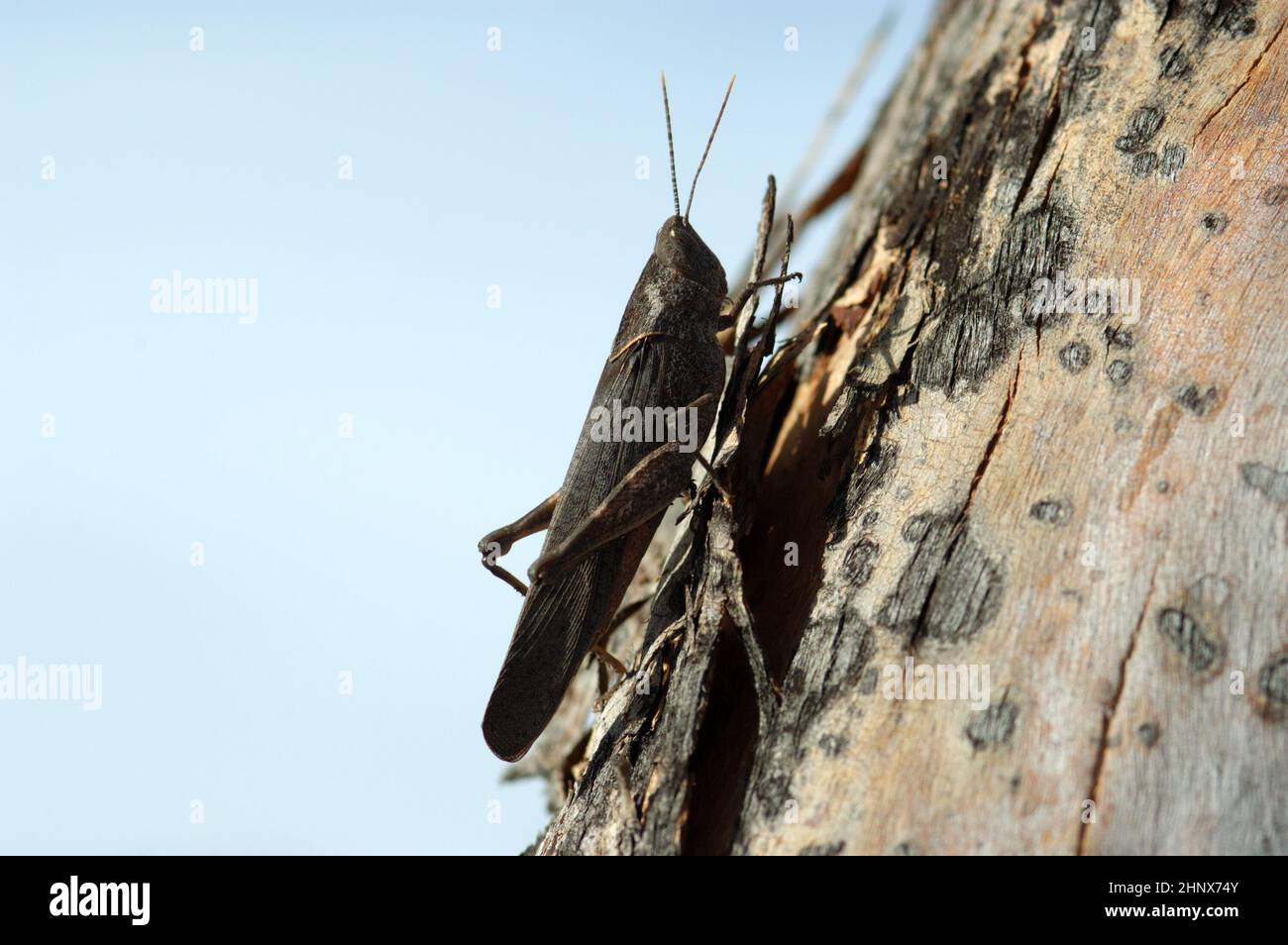 GRANDE CRICKET GIARDINO SU TRONCO D'ALBERO Foto Stock