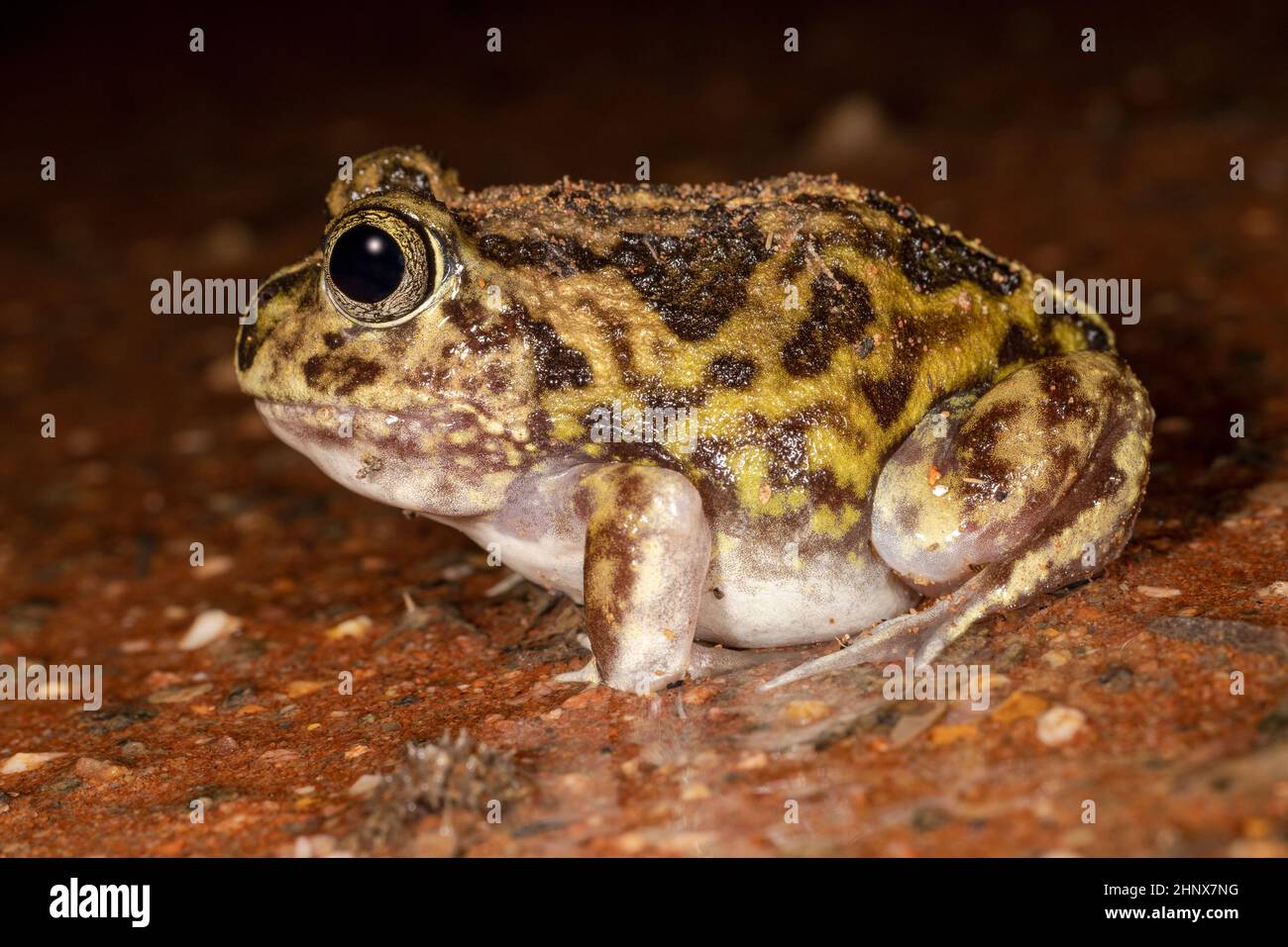 Sudelll's Frog alla ricerca di cibo la sera Foto Stock