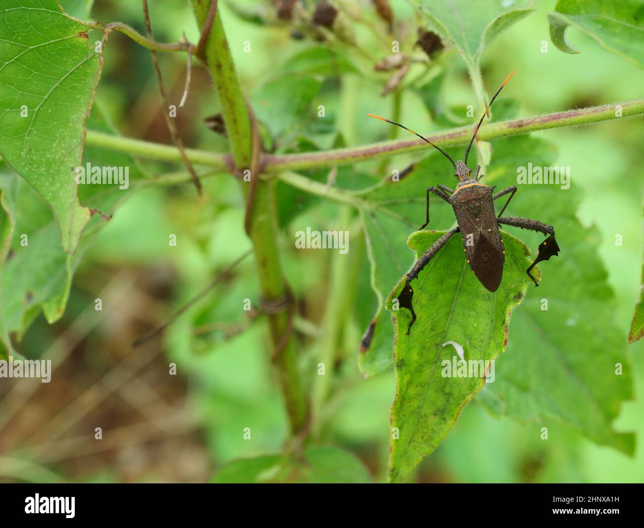 Stink Bug su foglia con sfondo verde naturale, scarab marrone su pianta di albero Foto Stock