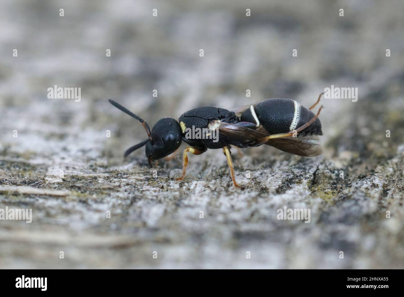 Primo piano su un piccolo vasetto bianco e nero, Microlynerus exilis, seduto su un pezzo di legno nel sud della Francia Foto Stock