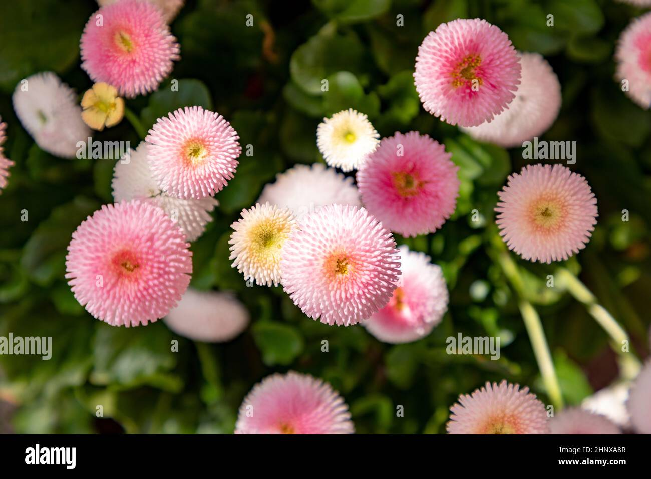 particolare dei fiori primaverili come simbolo della stagione della fioritura Foto Stock