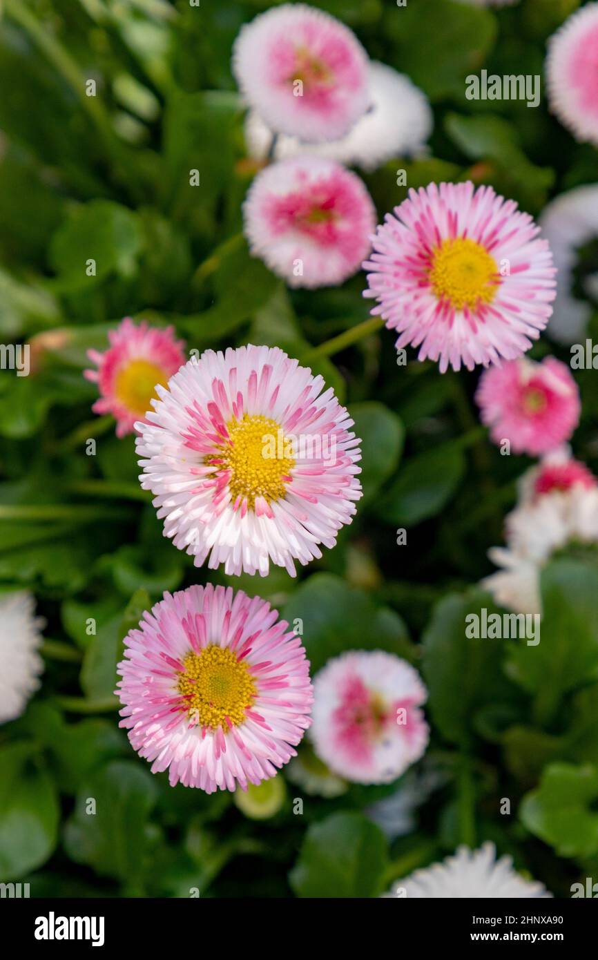 particolare dei fiori primaverili come simbolo della stagione della fioritura Foto Stock