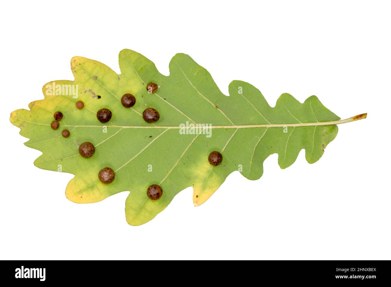 Particolare di una foglia di quercia con frizione di vespe cinipidae isolato su bianco Foto Stock