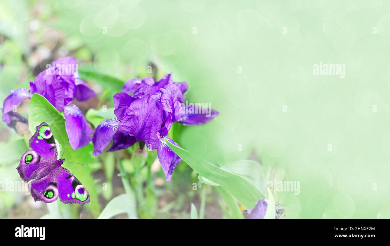 Fiori di foresta di un'iride viola in miniatura e una farfalla colorata su uno sfondo verde non focalizzato. Messa a fuoco selettiva Foto Stock