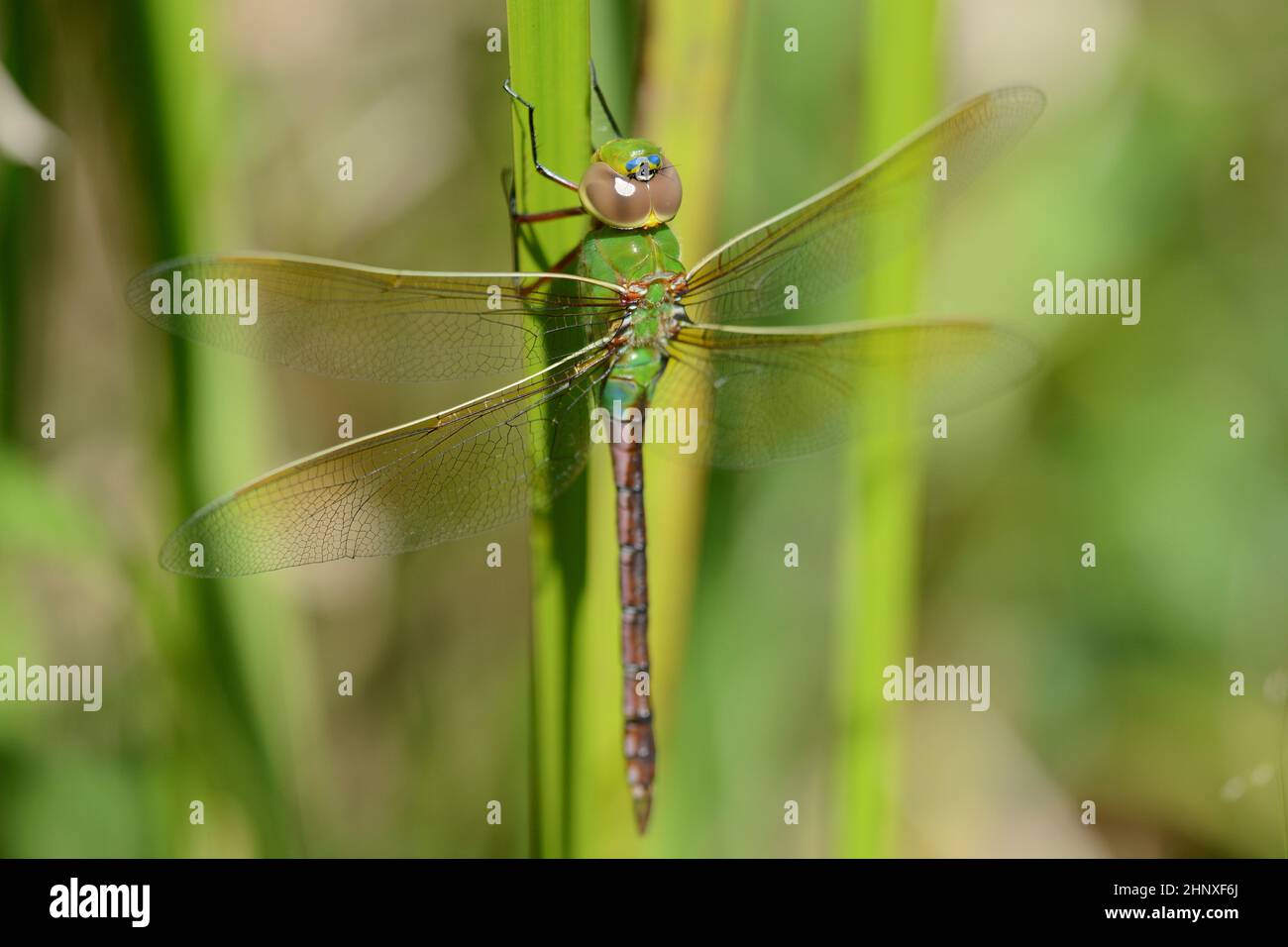 Common Green Darner arroccato in coda di gatto lungo la palude a Calton Swamp Ontario Canada Foto Stock