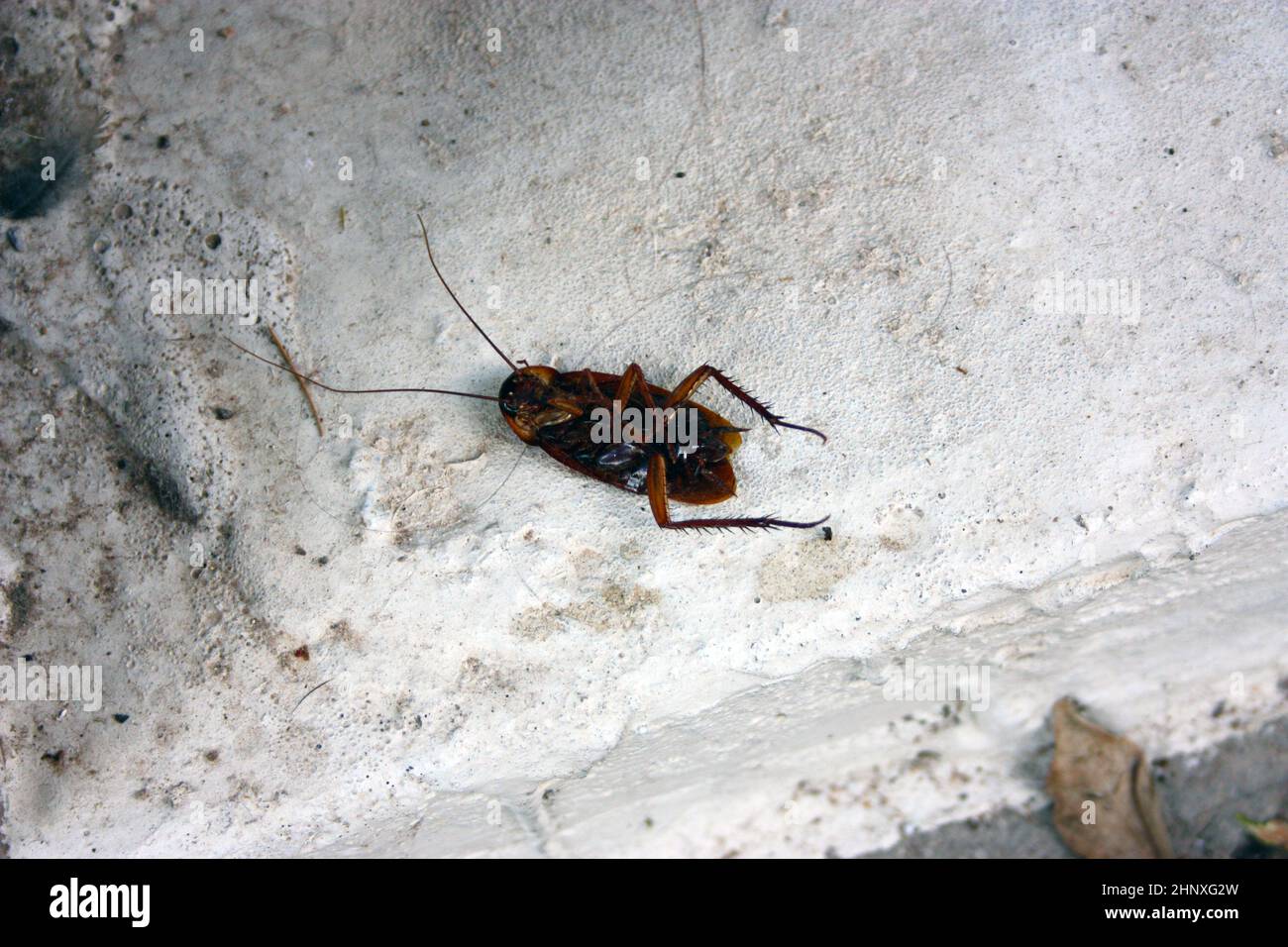 cucaracha o scarafaggio morto schiacciato sul terreno pancia su asfalto all'aperto Foto Stock