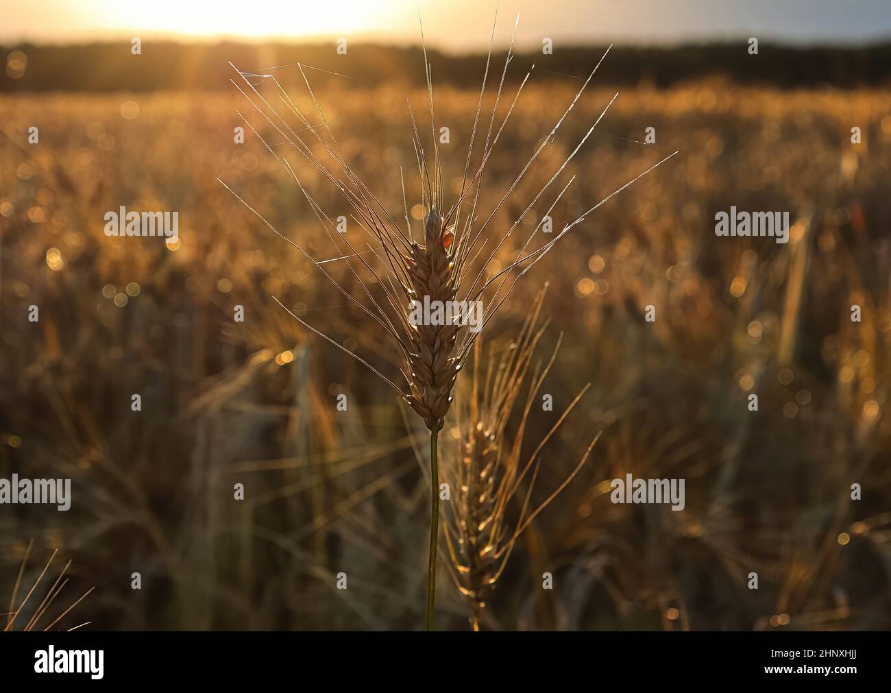 Un campo di maturazione di orzo si dirige al tramonto. Foto Stock