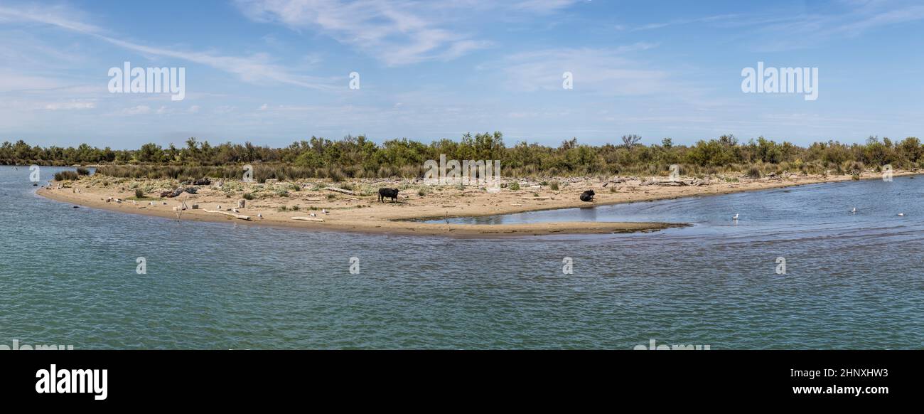 I tori selvatici pregano e riposano in una spiaggia del delta del Rodano nella Camarque, Francia Foto Stock