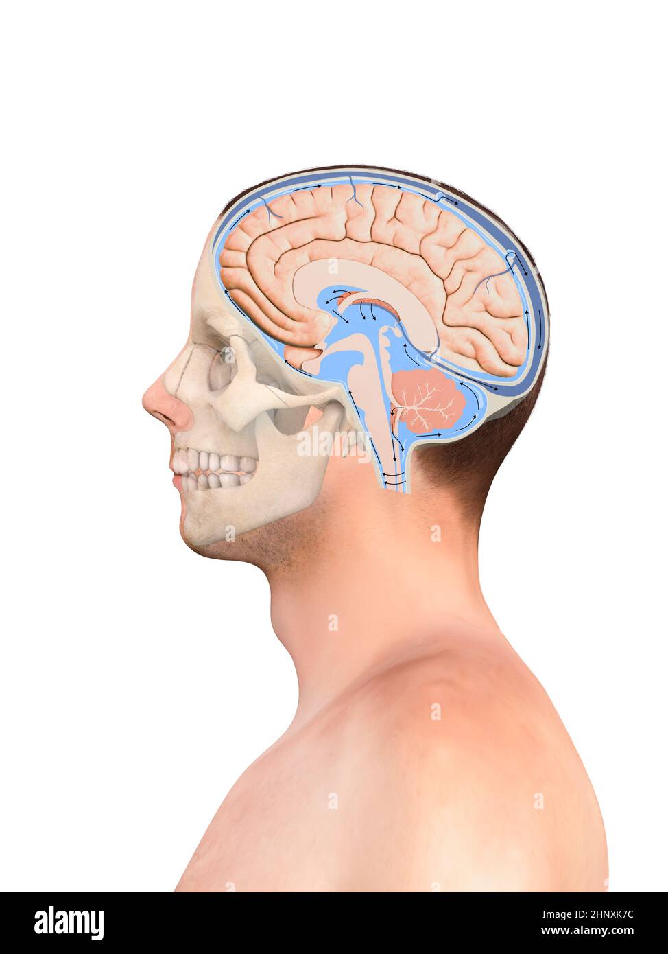 Diagramma che illustra il liquido cerebrospinale CSF nel sistema nervoso Centrale cerebrale. Cranio, struttura cerebrale, grafica 2d, illustrazione, rendering 3d Foto Stock