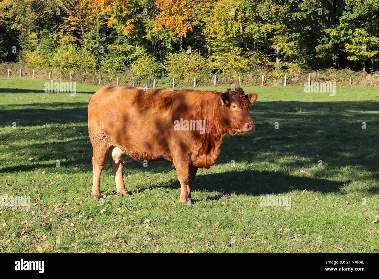 Mucche brune pascolo su prato verde contro sfondo foresta autunno Foto Stock