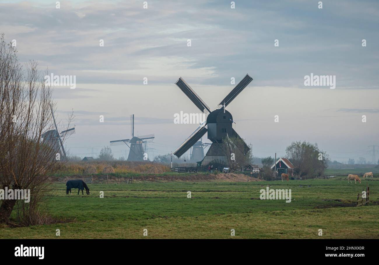 Cavalli e mulini a vento al tramonto a Kinderdijk, Paesi Bassi Foto Stock