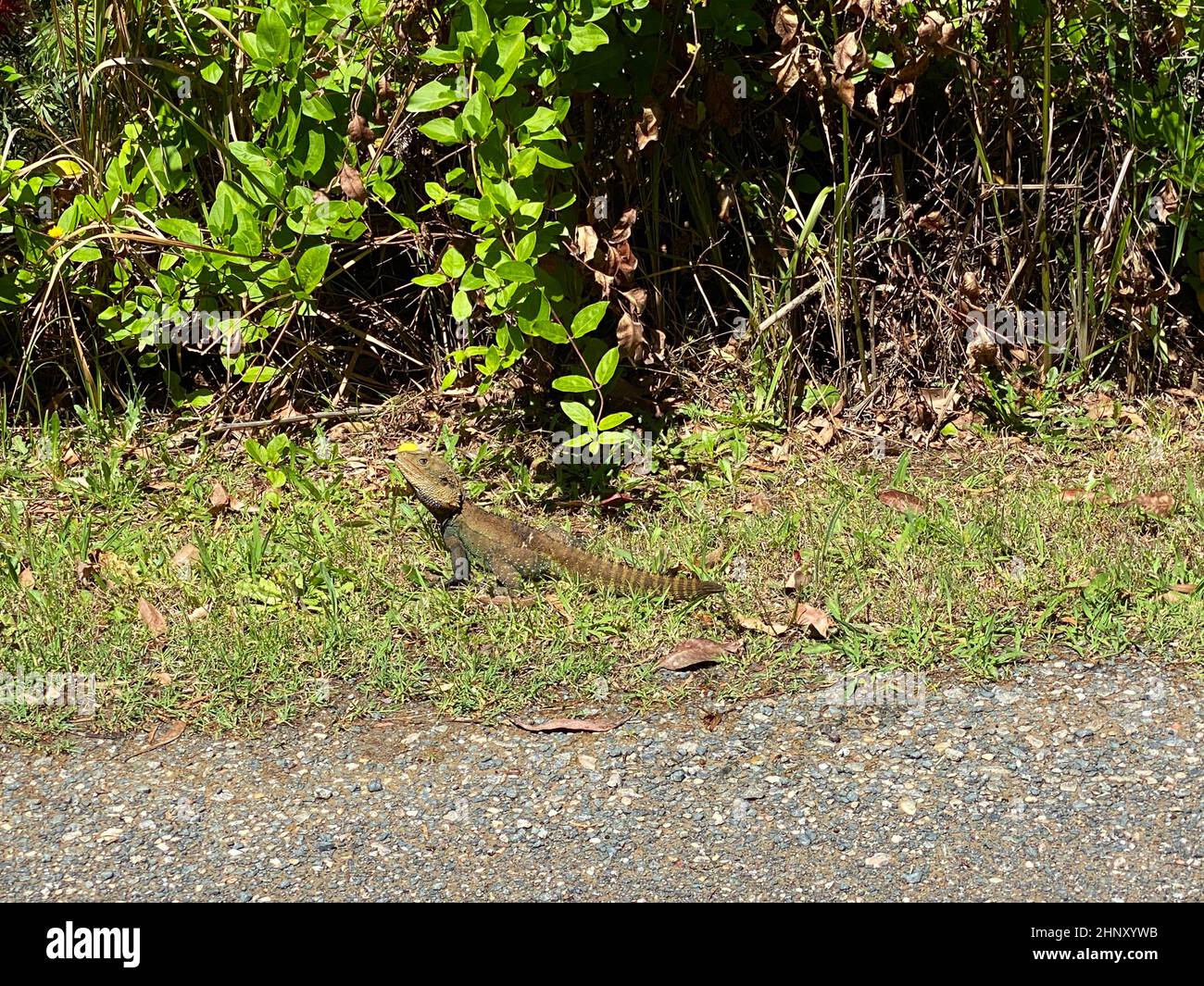 Un Australian Eastern Water Dragon lungo il lato di una strada Foto Stock