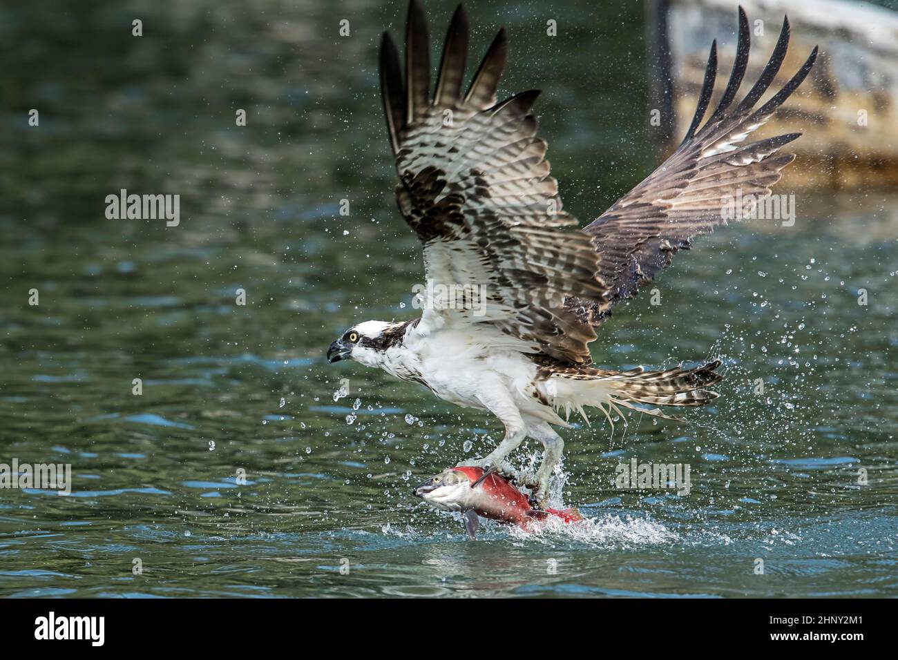Una bella osprey vola lontano dall'acqua subito dopo la cattura di un salmone nel lago di Hayden in Hayden, Idaho negli Stati Uniti. Foto Stock