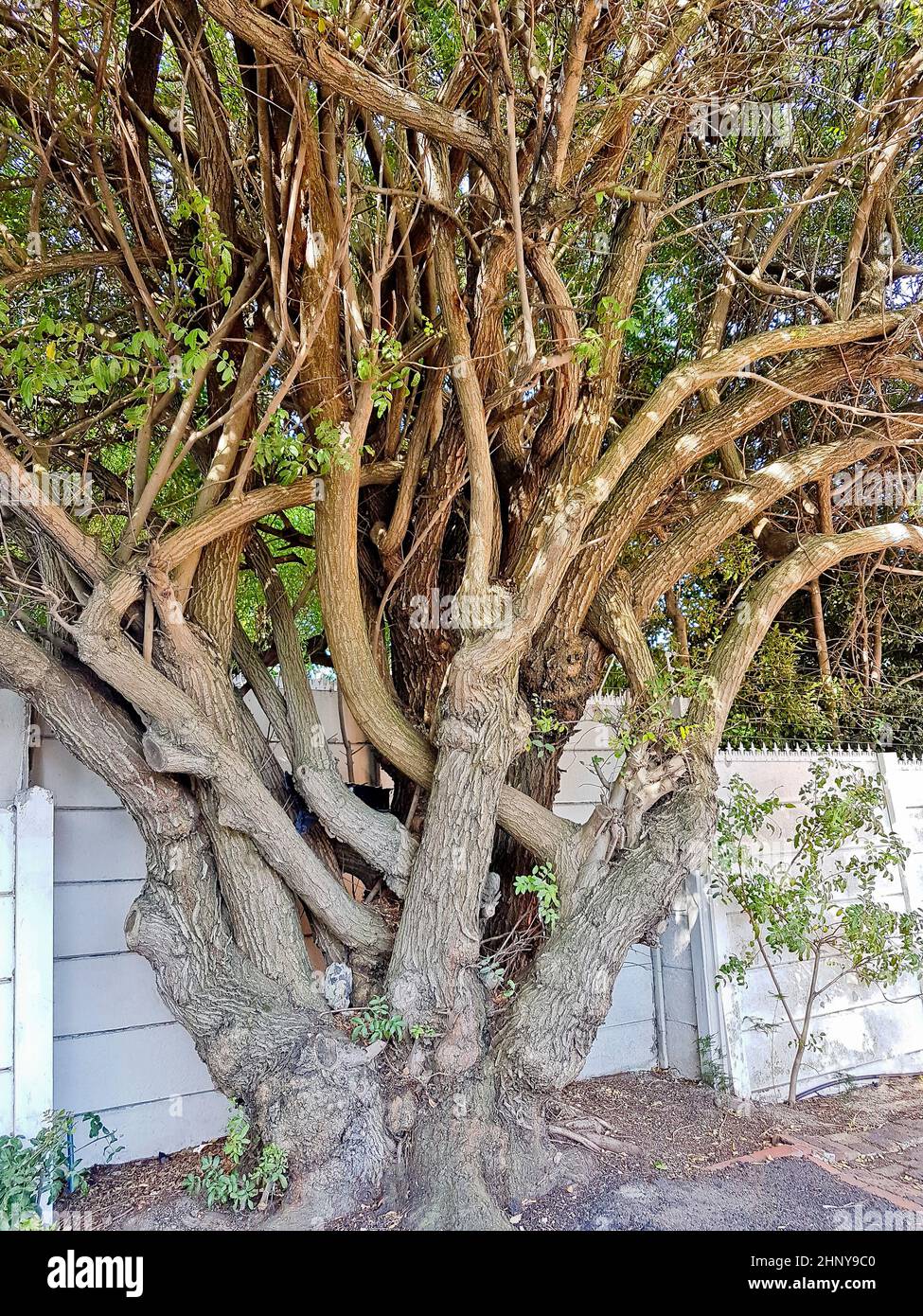 Grande unica africana e multi-albero con gambo a Cape Town, Sud Africa. Foto Stock