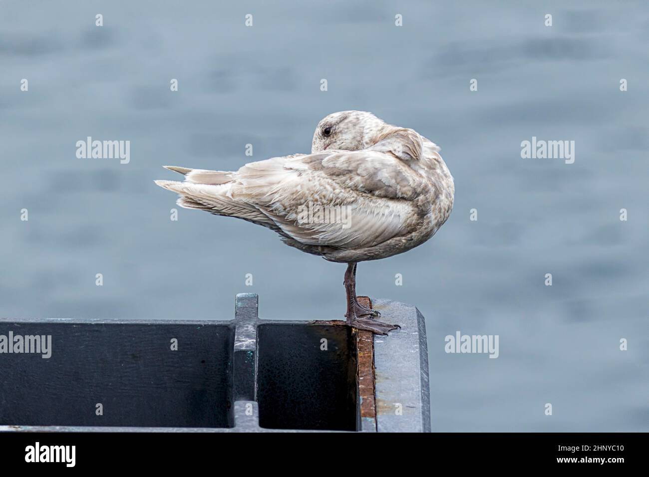 Un arroccato seagull preens stesso a Friday Harbor a Washington. Foto Stock